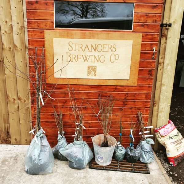 strangers brewing co trees
